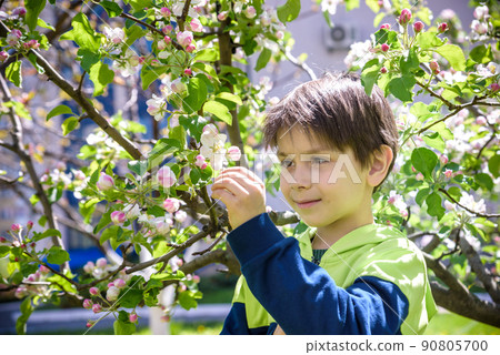 The boy at the apple blossom in the spring garden The boy at the apple blossom in the spring garden 90805700