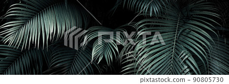 Tropical foliage green dark background Tropical foliage green dark background 90805730