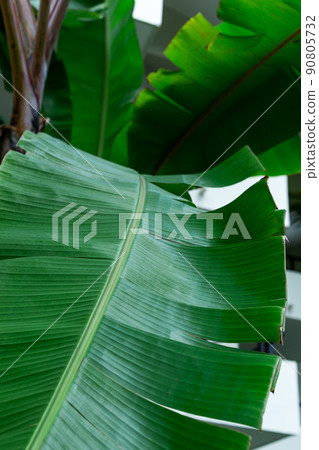 Tropical foliage green dark background 90805732