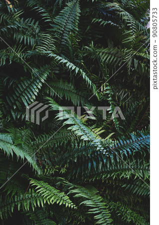 Tropical foliage green dark background Tropical foliage green dark background 90805733