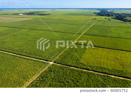 Sugar cane fields plantation at caribbean countryside, agriculture concept. Aerial view Sugar cane fields plantation at caribbean countryside, agriculture concept. Aerial view 90805752