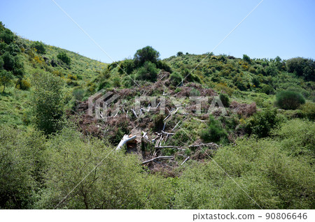 Landscapes and plants in the area of the Ayuna water stream. River Nahal Ayun. Reserve and national park. Upper Galilee, Israel 90806646
