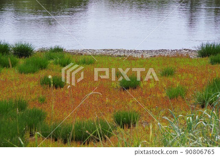 Coral grass on the scallop peninsula of Lake Komuke, Monbetsu City, Hokkaido 90806765