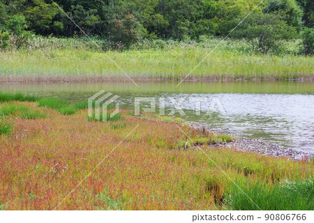 Coral grass on the scallop peninsula of Lake Komuke, Monbetsu City, Hokkaido Coral grass on the scallop peninsula of Lake Komuke, Monbetsu City, Hokkaido 90806766