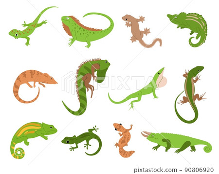 Lizard pet. Tropical reptile animals gecko, chameleon and iguana. Newt and salamander, cute colorful lizards isolated vector illustration set 90806920
