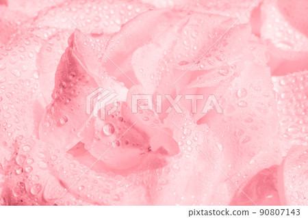 Pink rose flower with drops of water as background. Macro photography 90807143