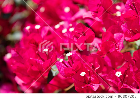 macro view of pink bougainvillea flower. nature 90807205