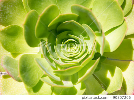 crassulaceae succulent cactus with green leaves. nature background crassulaceae succulent cactus with green leaves. nature background 90807206