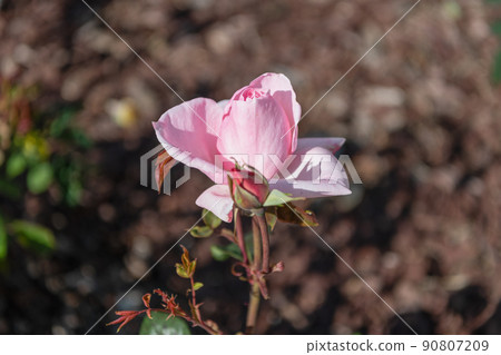 closeup of pink rose flower blooming in summer closeup of pink rose flower blooming in summer 90807209