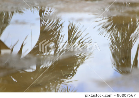 Reflection of Palm Trees Reflection of Palm Trees 90807567