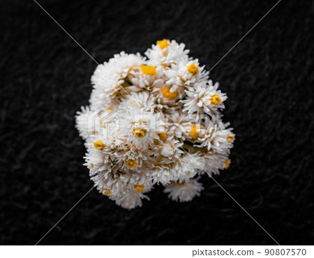 Delicate flower on black background. For design. Nature. Delicate flower on black background. For design. Nature. 90807570