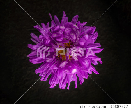 Studio shot of flower on a black background. Bright and beautiful flower. Studio shot of flower on a black background. Bright and beautiful flower. 90807572