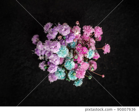 Studio shot of flower on a black background. Closeup. Studio shot of flower on a black background. Closeup. 90807636