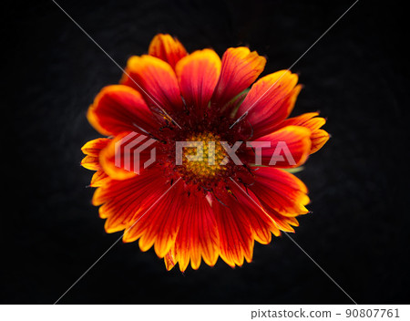 Top view of a flower on a black background. Closeup. 90807761
