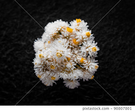 Beautiful flower on black background. Decorative flowers. Beautiful flower on black background. Decorative flowers. 90807801