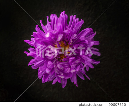 Top view of a flower on black background. Macro shoot. Top view of a flower on black background. Macro shoot. 90807830