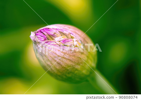 Allium giganteum onion plant beginning to bloom Allium giganteum onion plant beginning to bloom 90808074