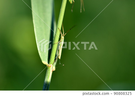 Close-up of an elongated flying insect. Close-up of an elongated flying insect. 90808325