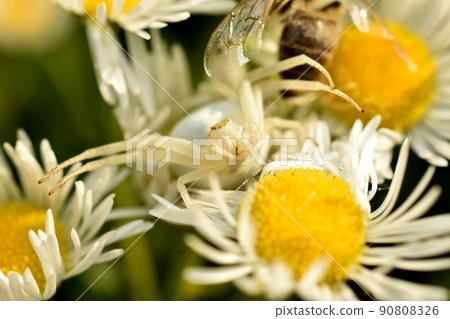 A flower spider sits on a chamomile. A flower spider sits on a chamomile. 90808326