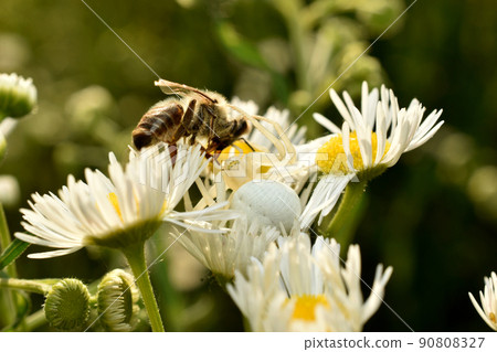 A flower spider holds a bee with its paws. A flower spider holds a bee with its paws. 90808327