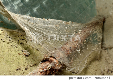 Thick web covered with dust. Thick web covered with dust. 90808331
