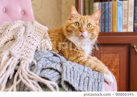 Big red cat lying on an armchair with winter warm knitted things Big red cat lying on an armchair with winter warm knitted things 90808345