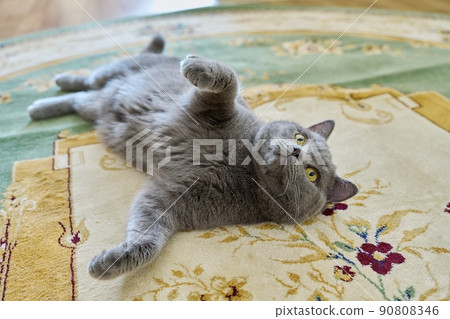 Beautiful gray british cat lying on the carpet at home Beautiful gray british cat lying on the carpet at home 90808346