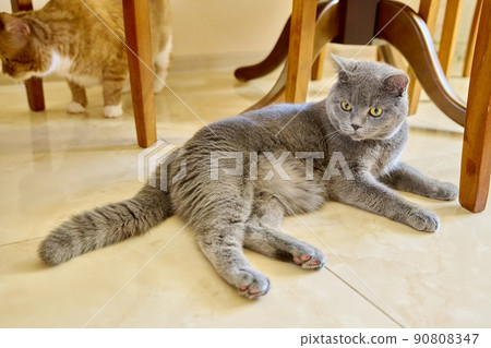 Beautiful gray british cat lying resting on the floor at home Beautiful gray british cat lying resting on the floor at home 90808347