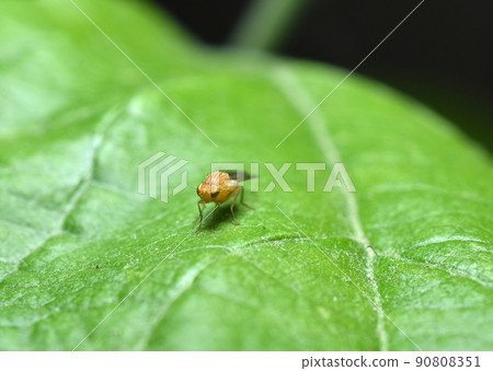 A yellow fly with green eyes sits on a leaf. 90808351
