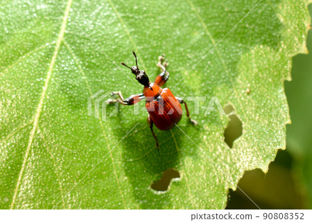 Tubkovvert hazel red color on a green leaf. 90808352