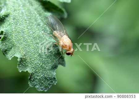 Close-up of a plaid fly with green eyes sits on a leaf. 90808353