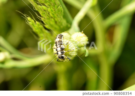 A larva of a green midge with transparent wings called a lacewing. 90808354