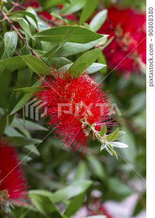 Beautiful red Bottlebrush flowers with green leaves and stamens close up. Garden bush. Callistemon vimidinalis. Ornamental Myrtaceae shrub. Vertical view 90808380