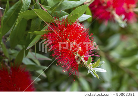 Beautiful red Bottlebrush flowers with green leaves and stamens close up. Callistemon vimidinalis 90808381