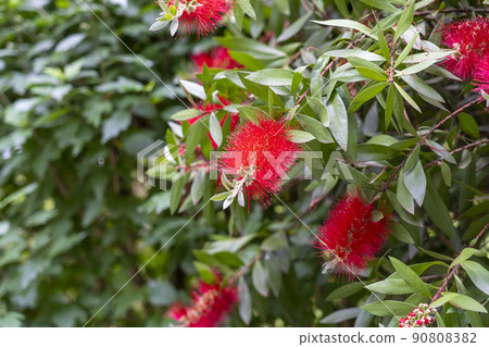 Beautiful red Bottlebrush flowers with green leaves and stamens close up. Callistemon vimidinalis 90808382