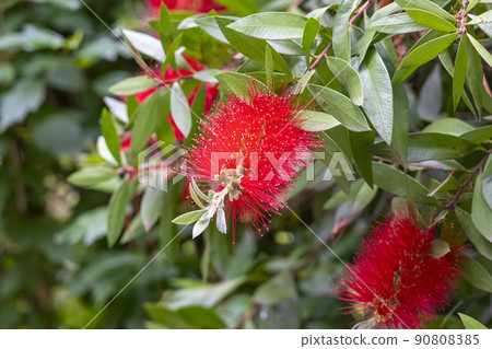 Bottlebrush red flower (callistemon) close up. Ornamental australian shrub in spanish garden Bottlebrush red flower (callistemon) close up. Ornamental australian shrub in spanish garden 90808385