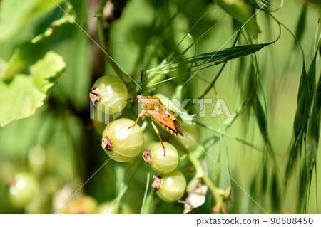 The stink bug sits on the fruits of the currant. The stink bug sits on the fruits of the currant. 90808450