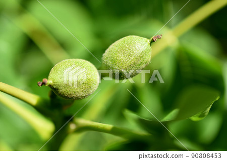 Green fruits of a walnut on a tree. Green fruits of a walnut on a tree. 90808453