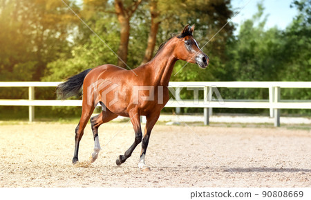 light bay arabian horses