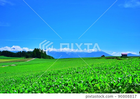 清新的北海道美瑛丘陵和十勝嶽山脈 90808817