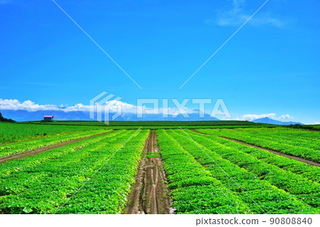 美麗的北海道美瑛山和十勝嶽山脈 美麗的北海道美瑛山和十勝嶽山脈 90808840