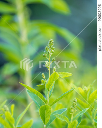 Young plants with green fresh shoots of Spiraea salicifolia 90808998