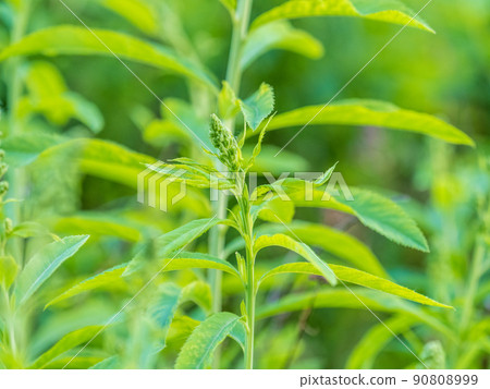Young plants with green fresh shoots of Spiraea salicifolia 90808999