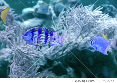 Beautiful tropical fishes in clear aquarium water. Bleached coral - color of the year 2020 Beautiful tropical fishes in clear aquarium water. Bleached coral - color of the year 2020 90809072
