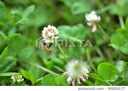 白三葉草和蜜蜂 90809217