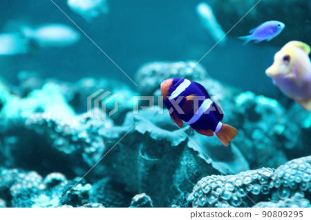 Beautiful clown fish in clear aquarium water. Bleached coral - color of the year 2020 Beautiful clown fish in clear aquarium water. Bleached coral - color of the year 2020 90809295