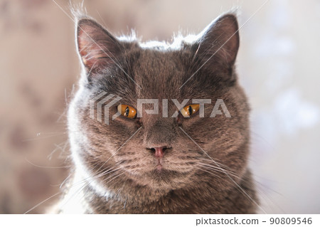 The cat is lying in sunlight. Portrait of a cat The cat is lying in sunlight. Portrait of a cat 90809546