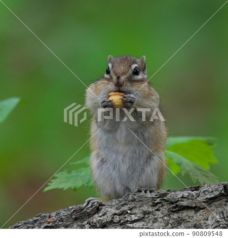 Ezo chipmunk with acorns Ezo chipmunk with acorns 90809548