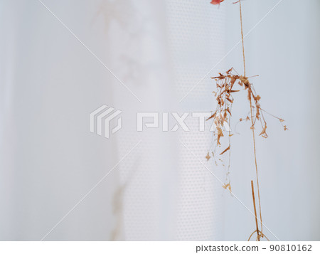 Dry flower at window side 90810162