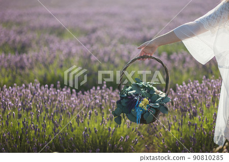 hand holding a flower bouquet in summer. Aroma lavender field aromatherapy fragrance in Brihuega 90810285